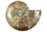 Cut & Polished Ammonite Fossil (Half) - Madagascar #267994-1